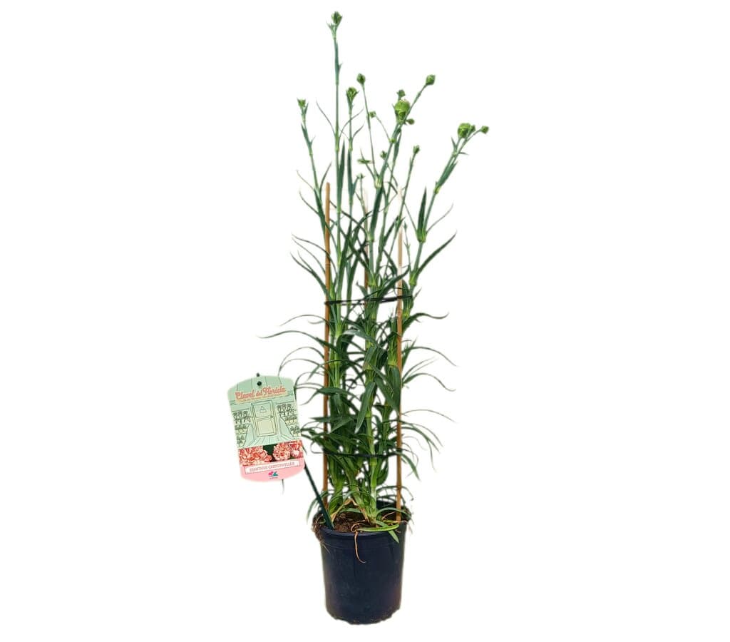 Clavel Mediterraneo M15
