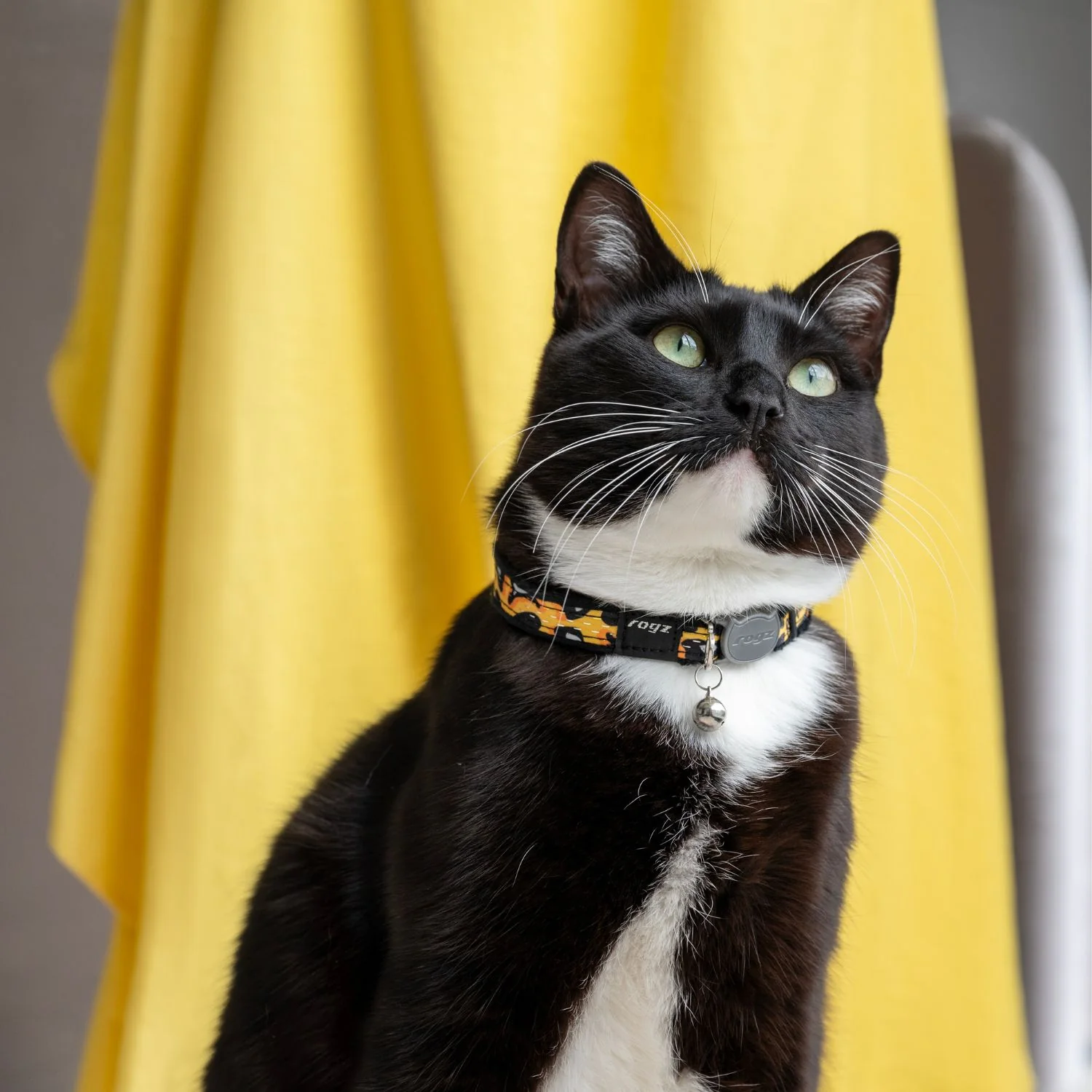 Collar Para Gato Fashioncat Estampado Amarillo Rogz Ajustable 20-31cm - Image 2