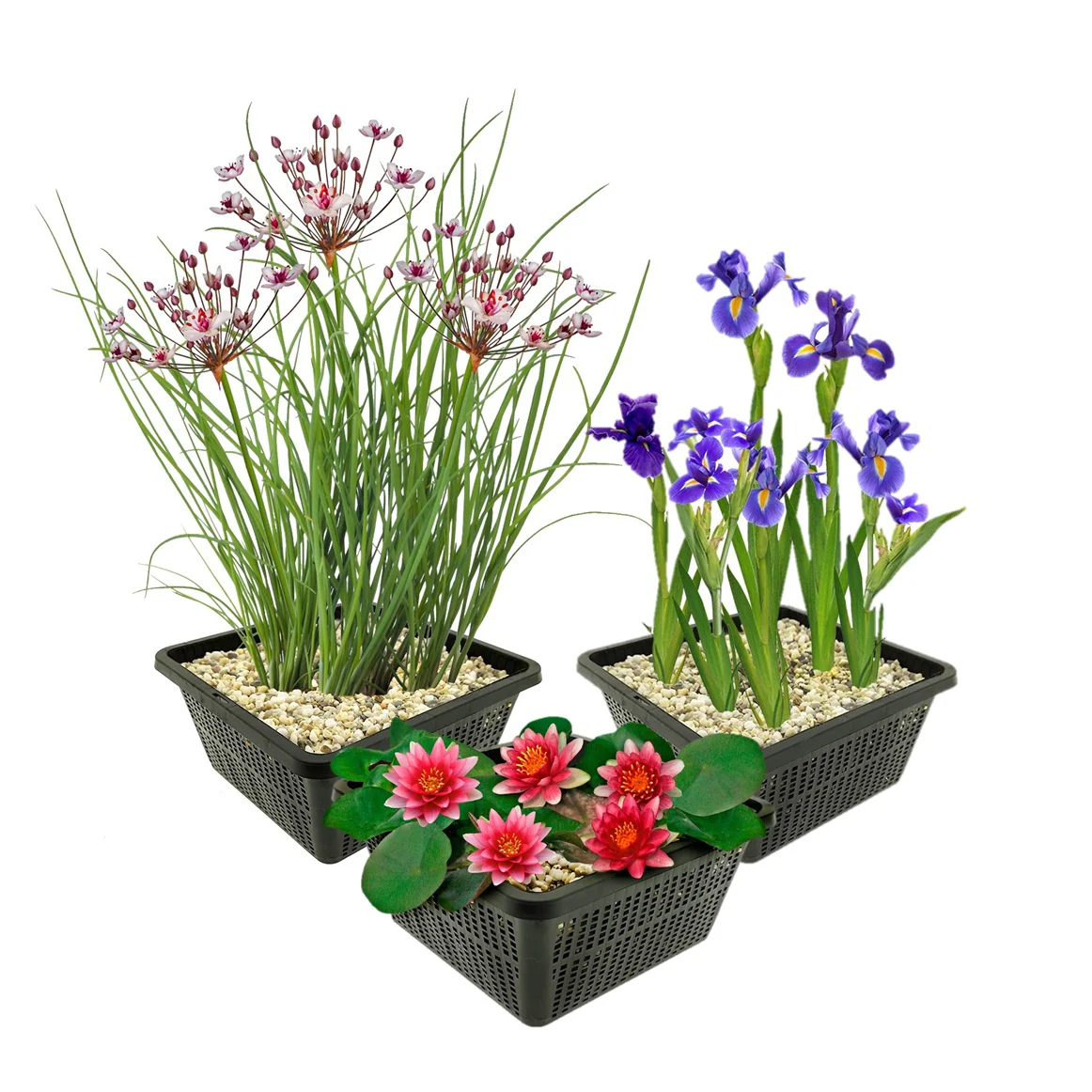 Conjunto De Nenúfares Rojos - 9 Plantas - Estanque - Resistentes Al Frío