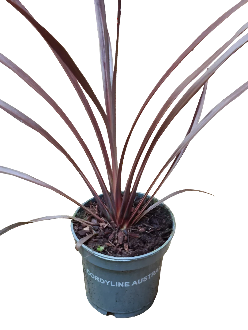 Cordyline Australis Red Star Planta 30 Cms