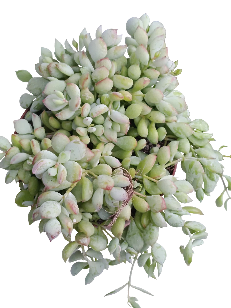 Cotyledon Pendens Ø13 Planta Suculenta Colgante