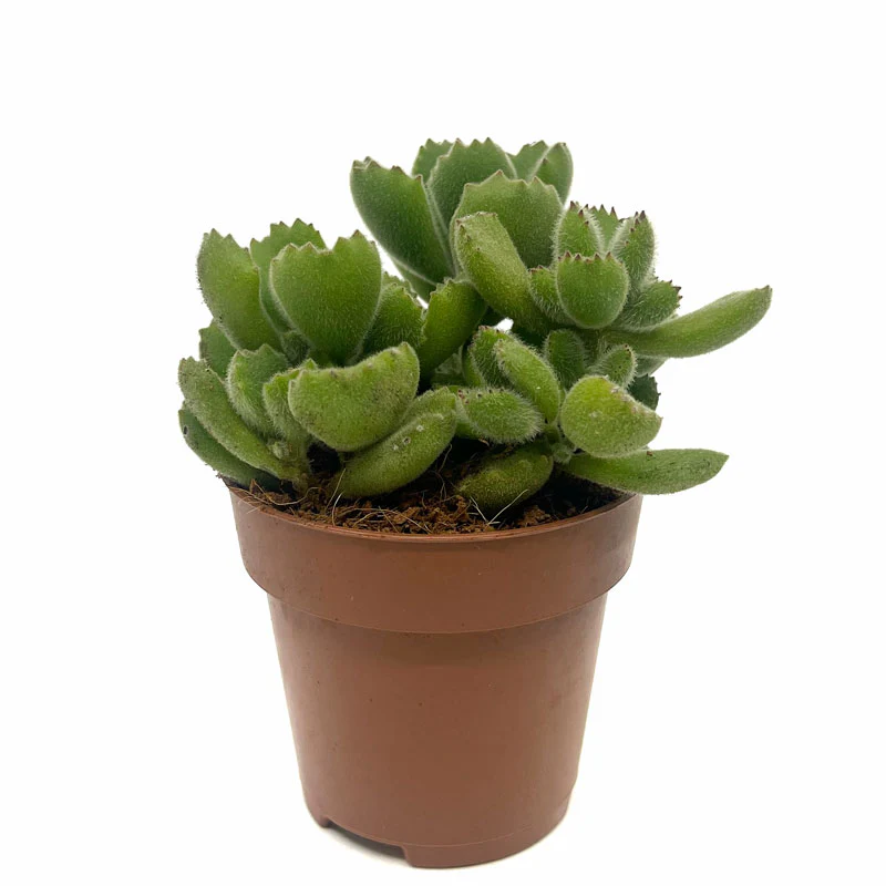 Cotyledon Tomentosa Cactus Y Suculentas M8,5 cm Ø