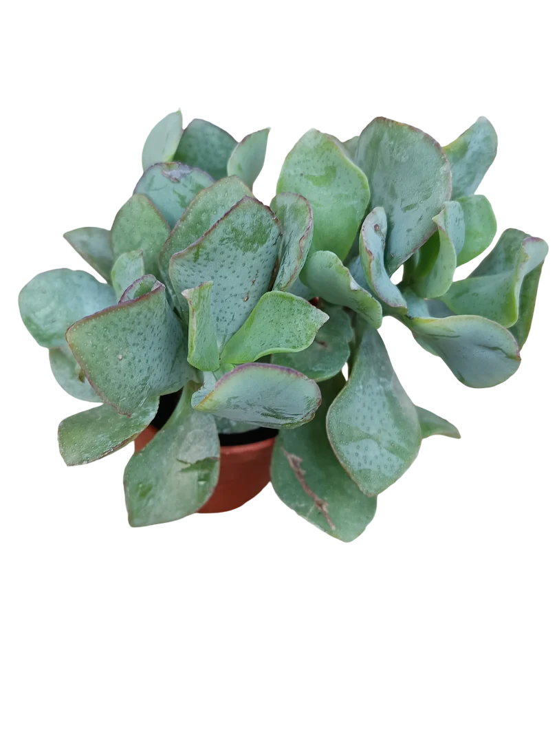 Crassula Arborescens Blue Hale Planta Suculenta De La Suerte Ø5