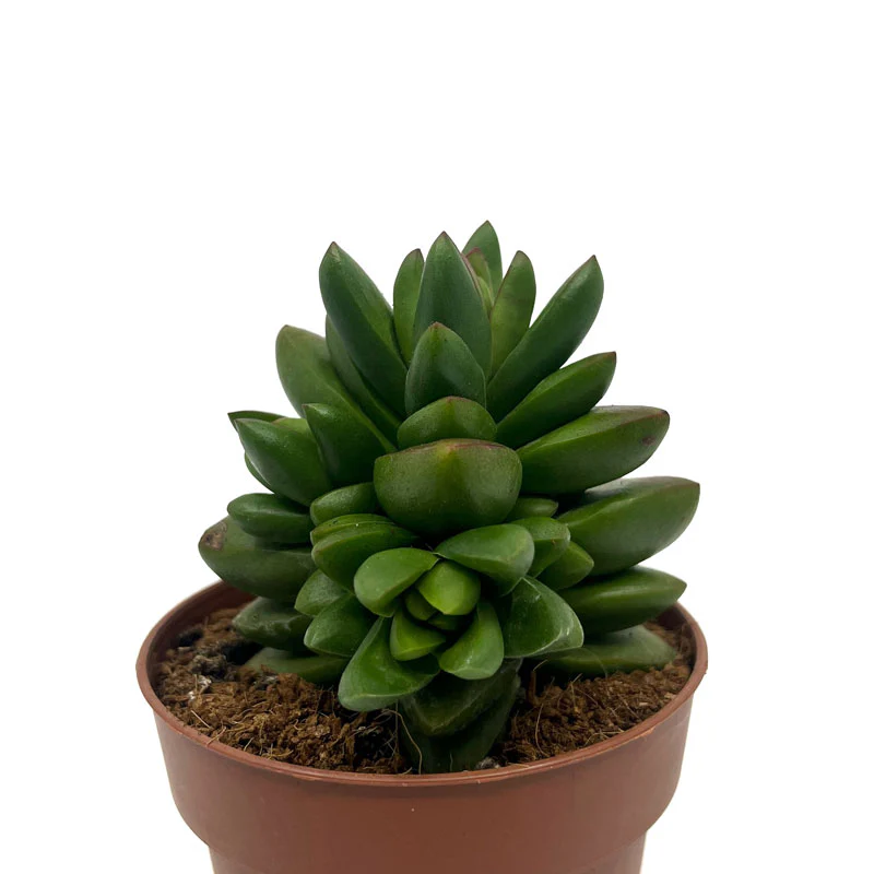 Crassula Ben Cactus Y Suculentas M8,5 cm Ø