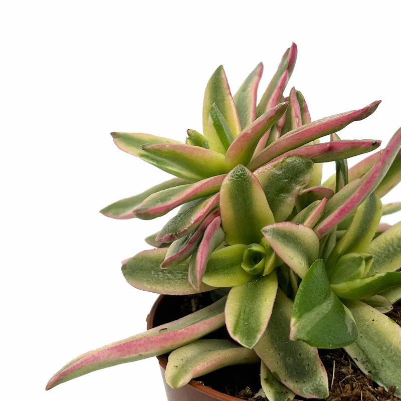 Crassula Capitella 'campfire' Variegata Cactus Y Suculentas M8,5 cm Ø - Image 3