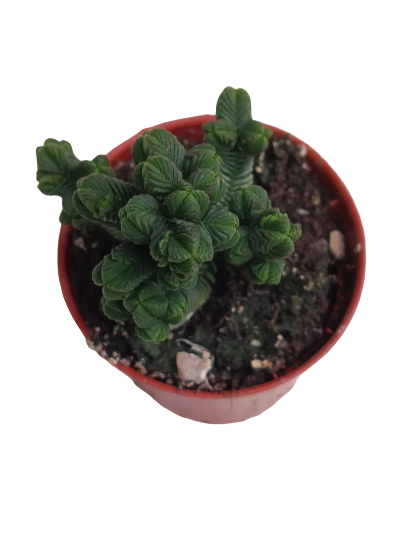 Crassula Piramidalis Ø5 Planta Templo De Buda