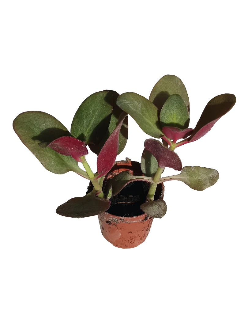 Crassula Purple Dragon Planta Suculenta Ø 5 Cms