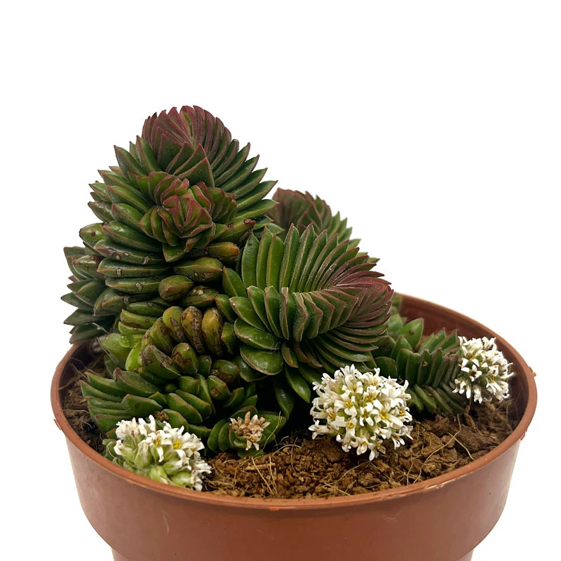 Crassula Starburst Cactus Y Suculentas M8,5 cm Ø