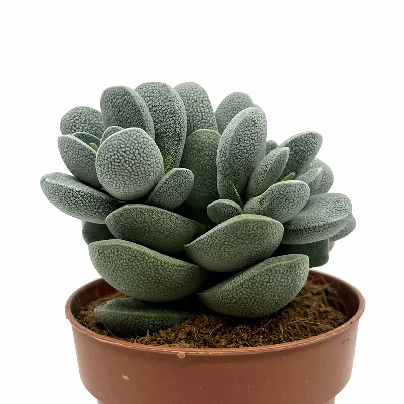 Crassula Tecta Cactus Y Suculentas M8,5 cm Ø