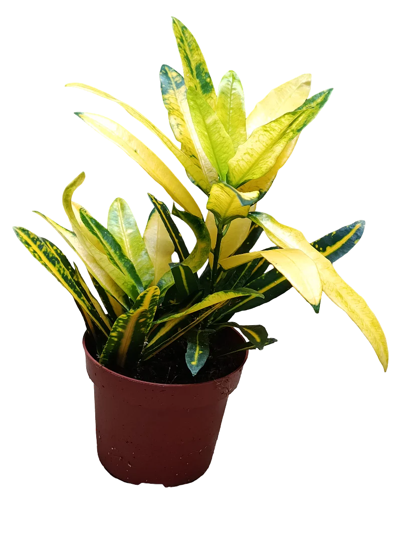 Croton Sunny Star Planta De Interior Ø12