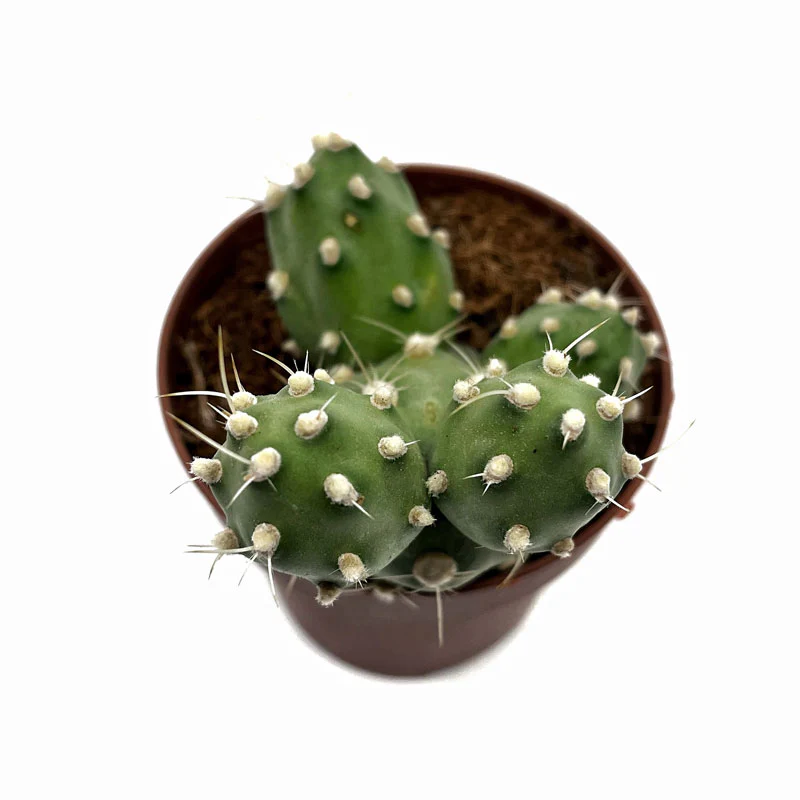 Cumulopuntia Zehnderi Cactus Y Suculentas M8,5 cm Ø