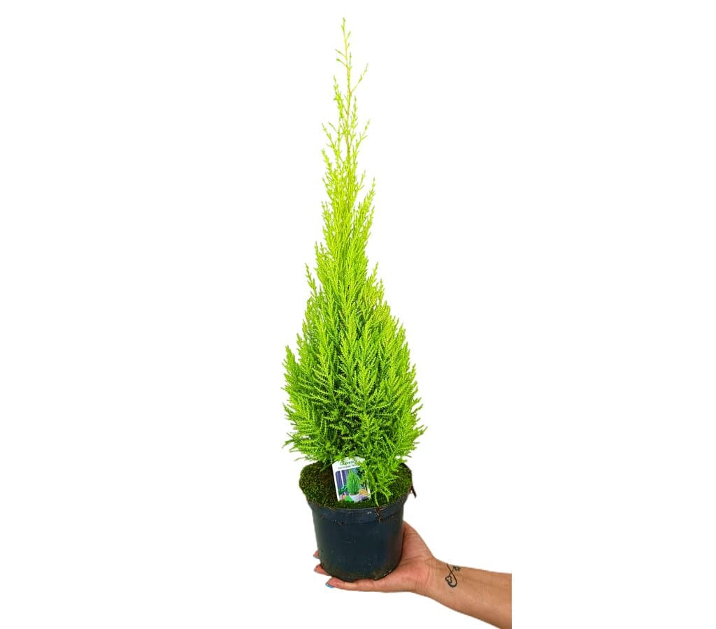 Cupressus Gold Crest Wilma M17 60-70cm (pino Del Limón)