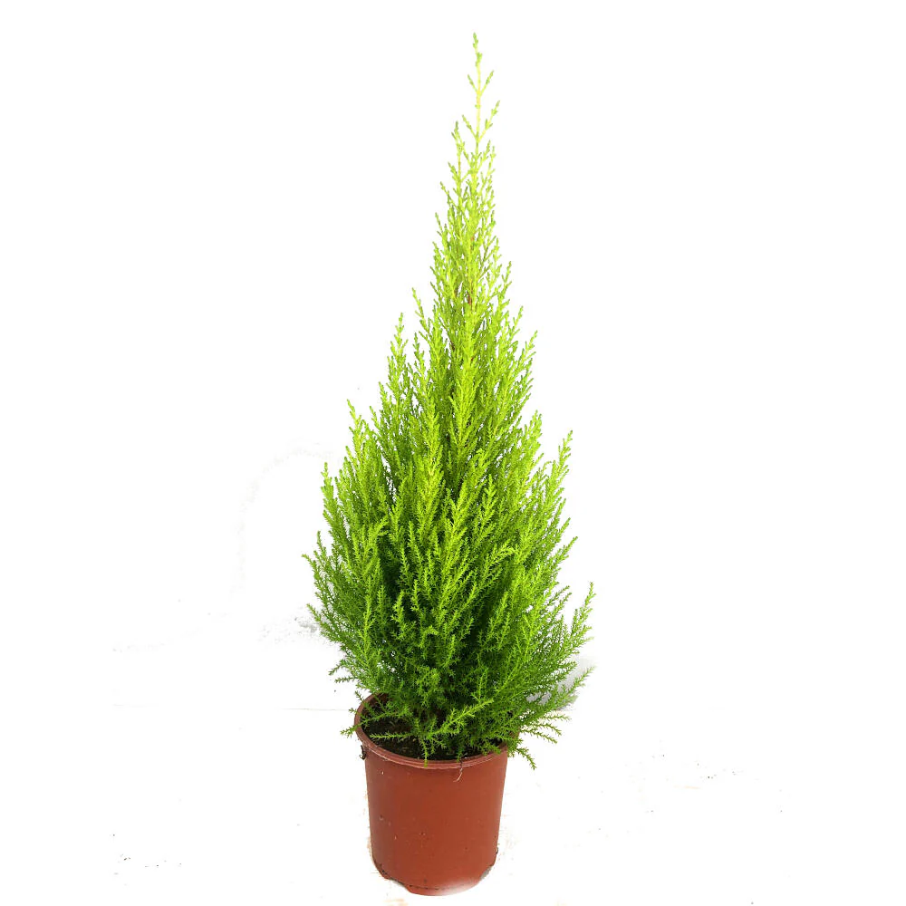 Cupresus Gold Crest Wilma M14 45 Cm (pino Limon)