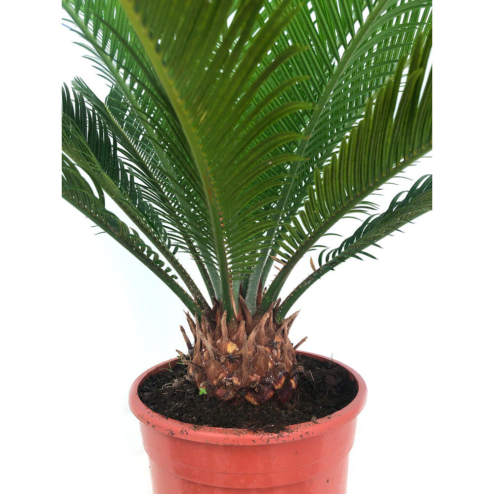 Cyca Revoluta M17 50cm - Image 4