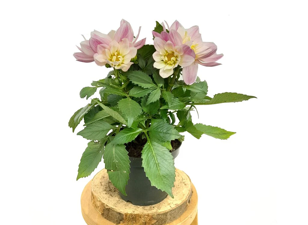 Dahlia M13 45cm