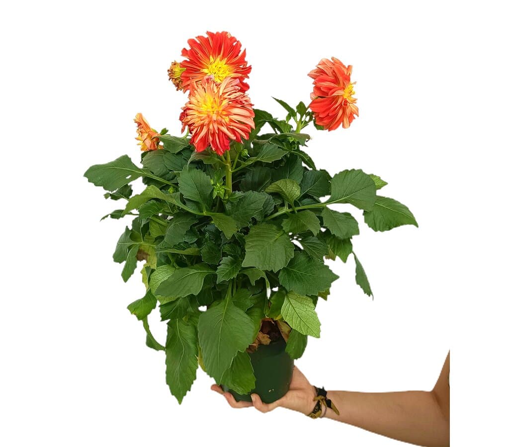 Dahlia M17 50cm