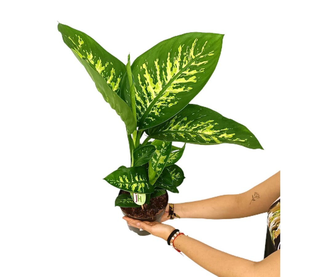 Dieffenbachia Reeva M17 65cm