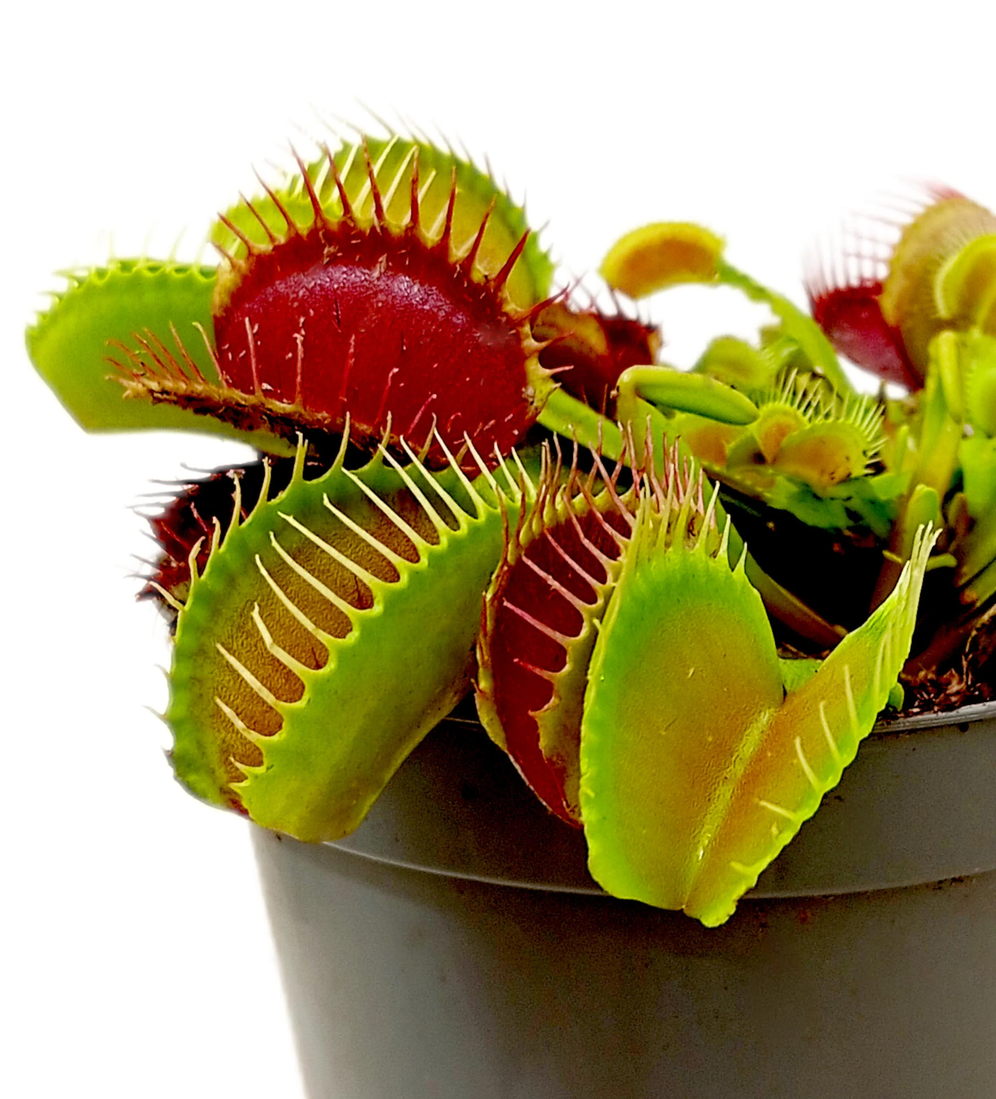 Dionaea Muscipula M8 - Image 2