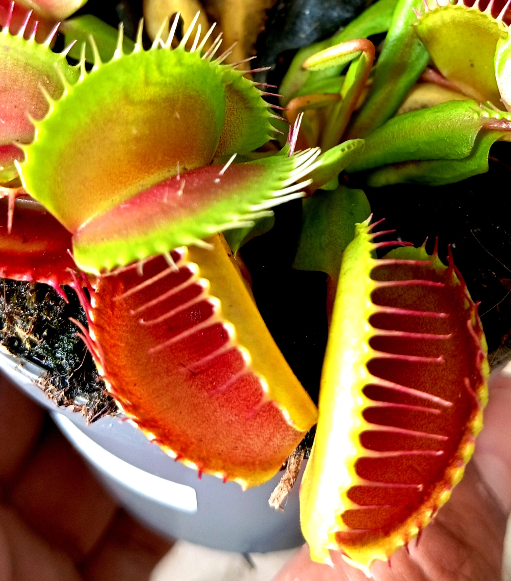 Dionaea Muscipula M8 - Image 3