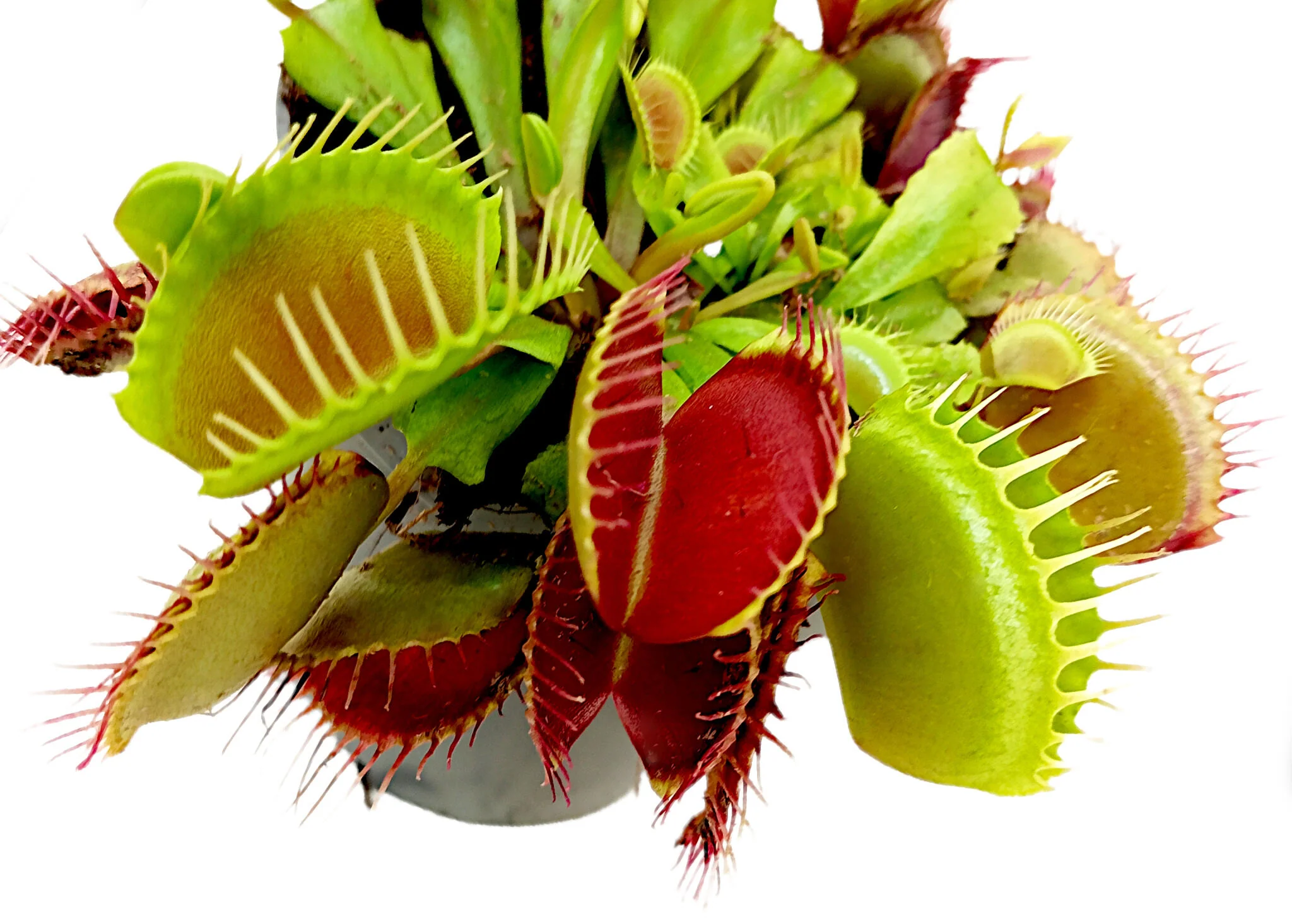 Dionaea Muscipula M8 - Image 4