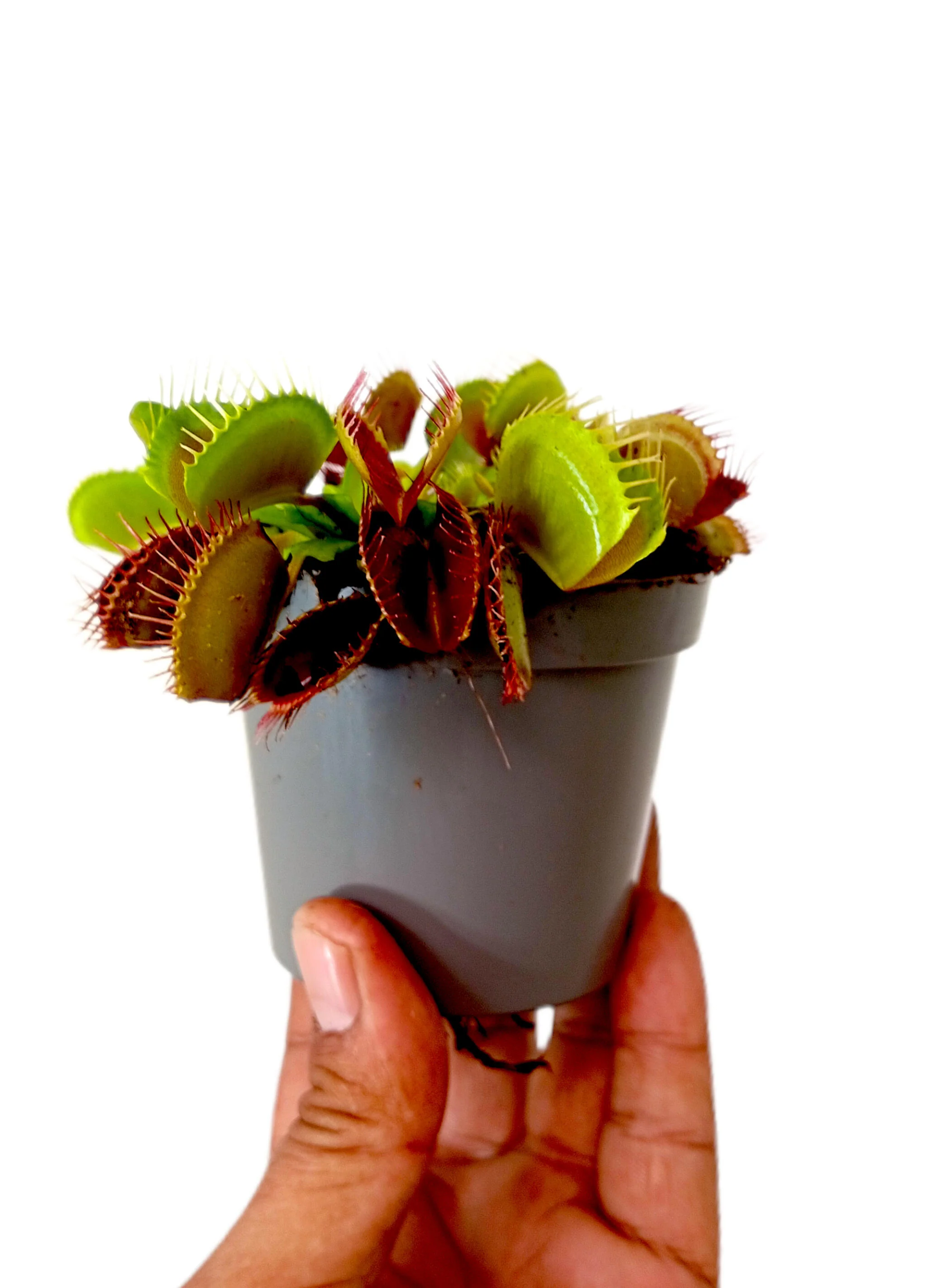 Dionaea Muscipula M8 - Image 5