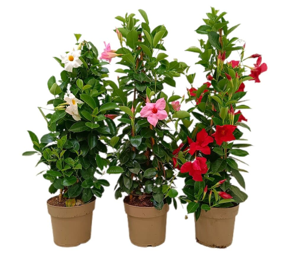 Dipladenia Piramide M23 70-80cm