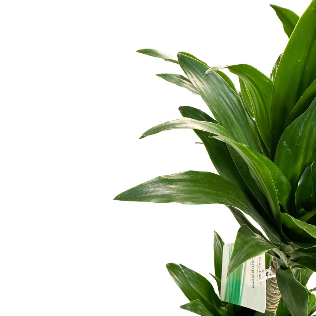 Dracena Compacta Planta De Interior M17 Maceta 17cm 2 Troncos 45/15 - Image 2