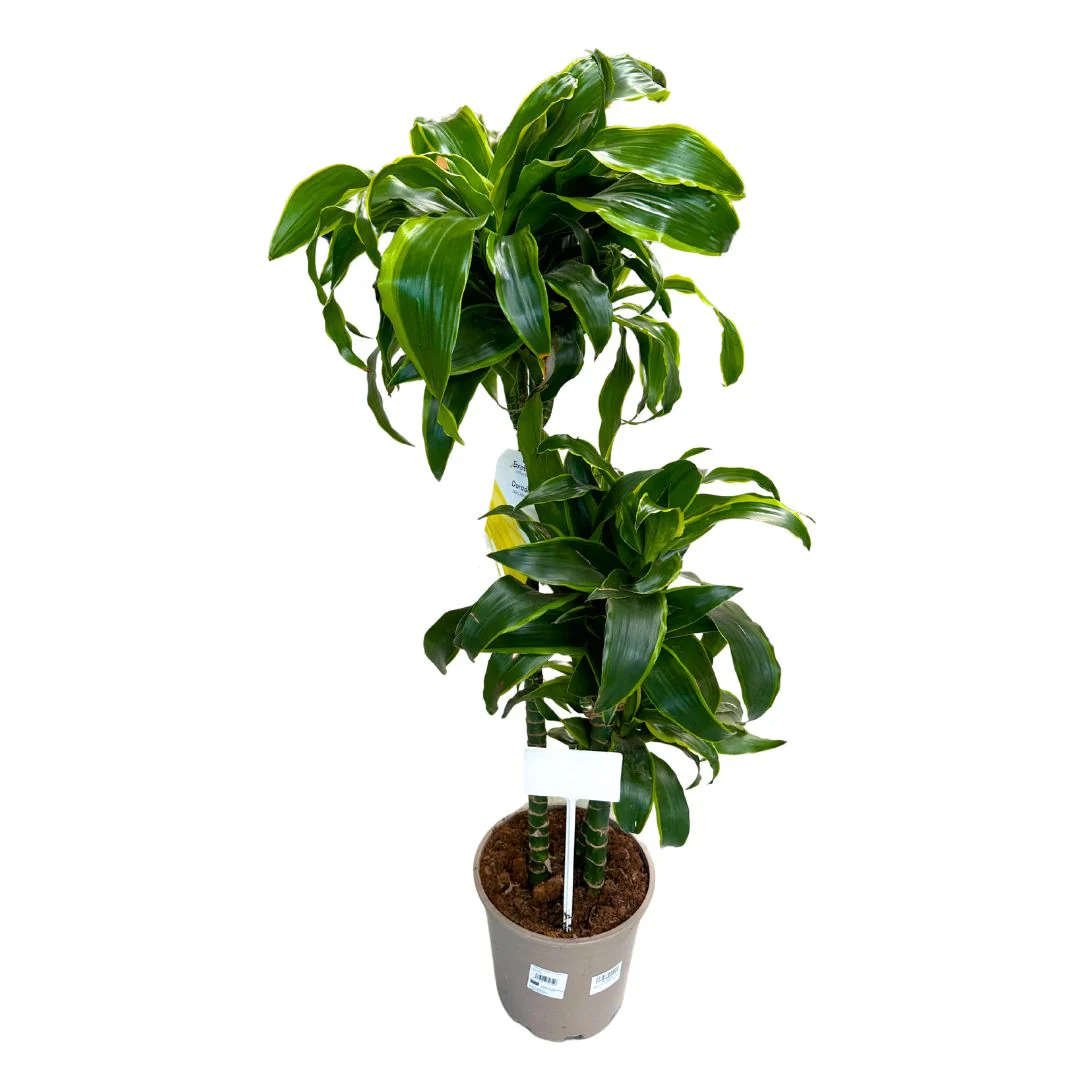 Dracena Dorada Planta De Interior (dracaena Fragrans 'massangeana') Maceta 17cm 2 Troncos 60/30