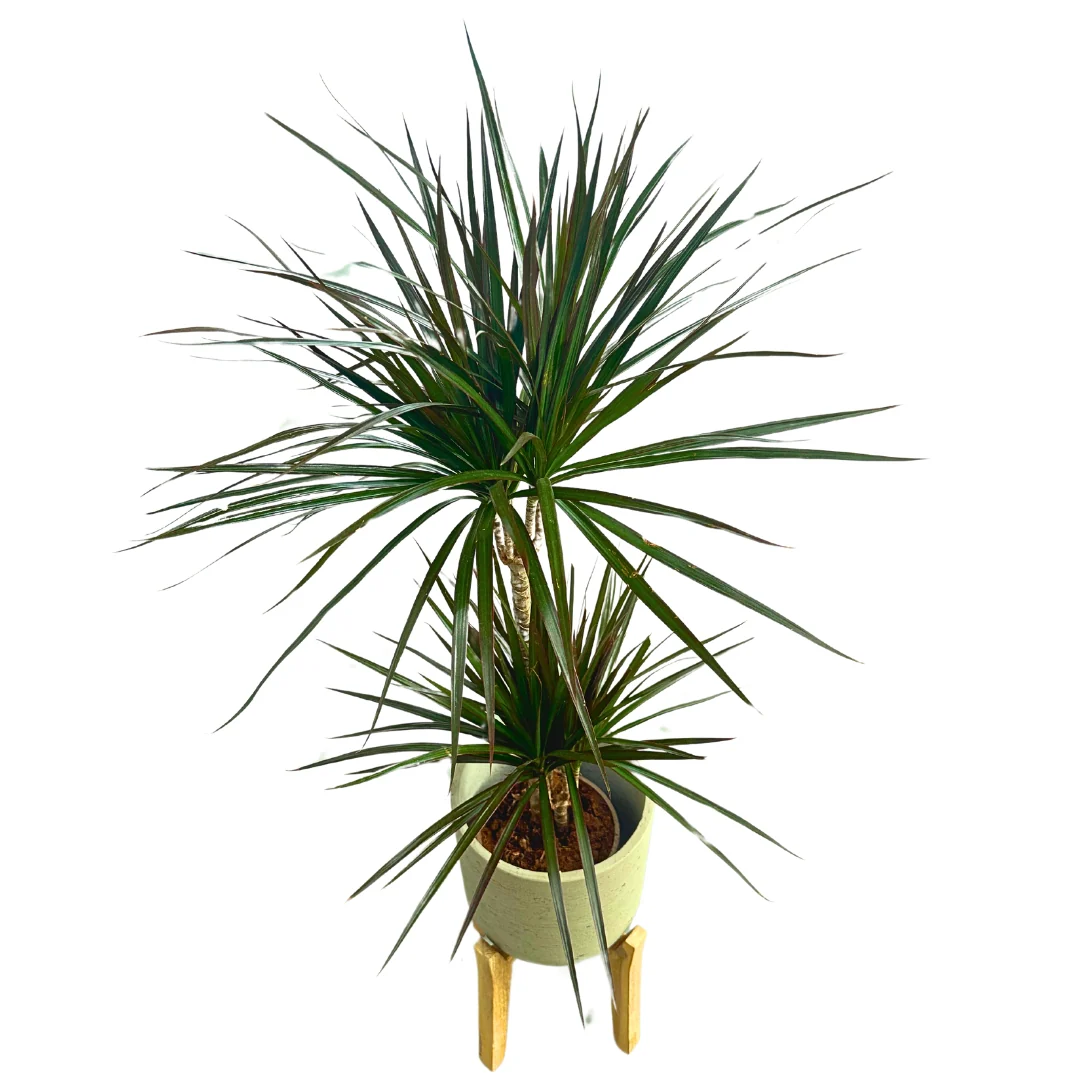 Dracena Marginata Planta De Interior (dracaena Marginata) Maceta 17cm 2 Troncos 45/15