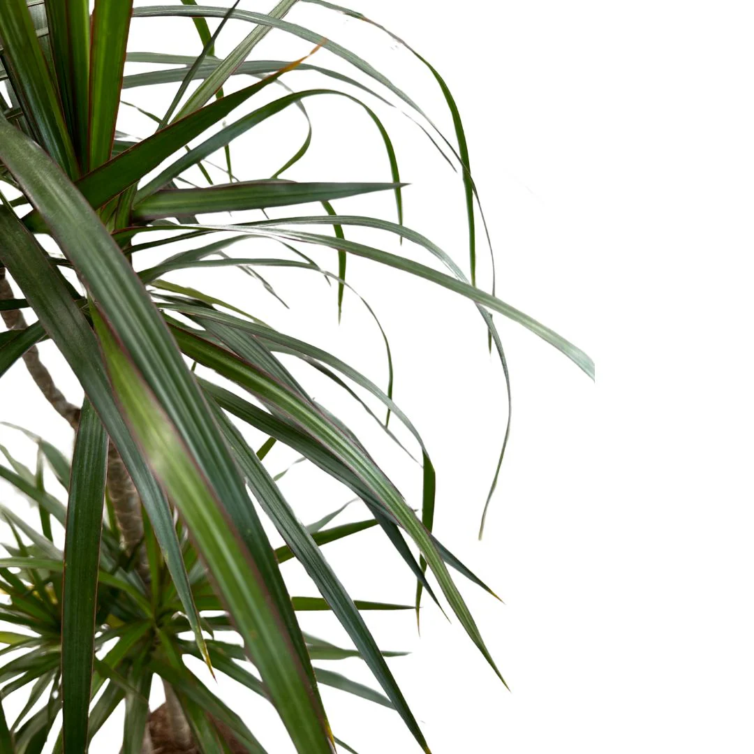 Dracena Marginata Planta De Interior (dracaena Marginata) Maceta 17cm 2 Troncos 45/15 - Image 2