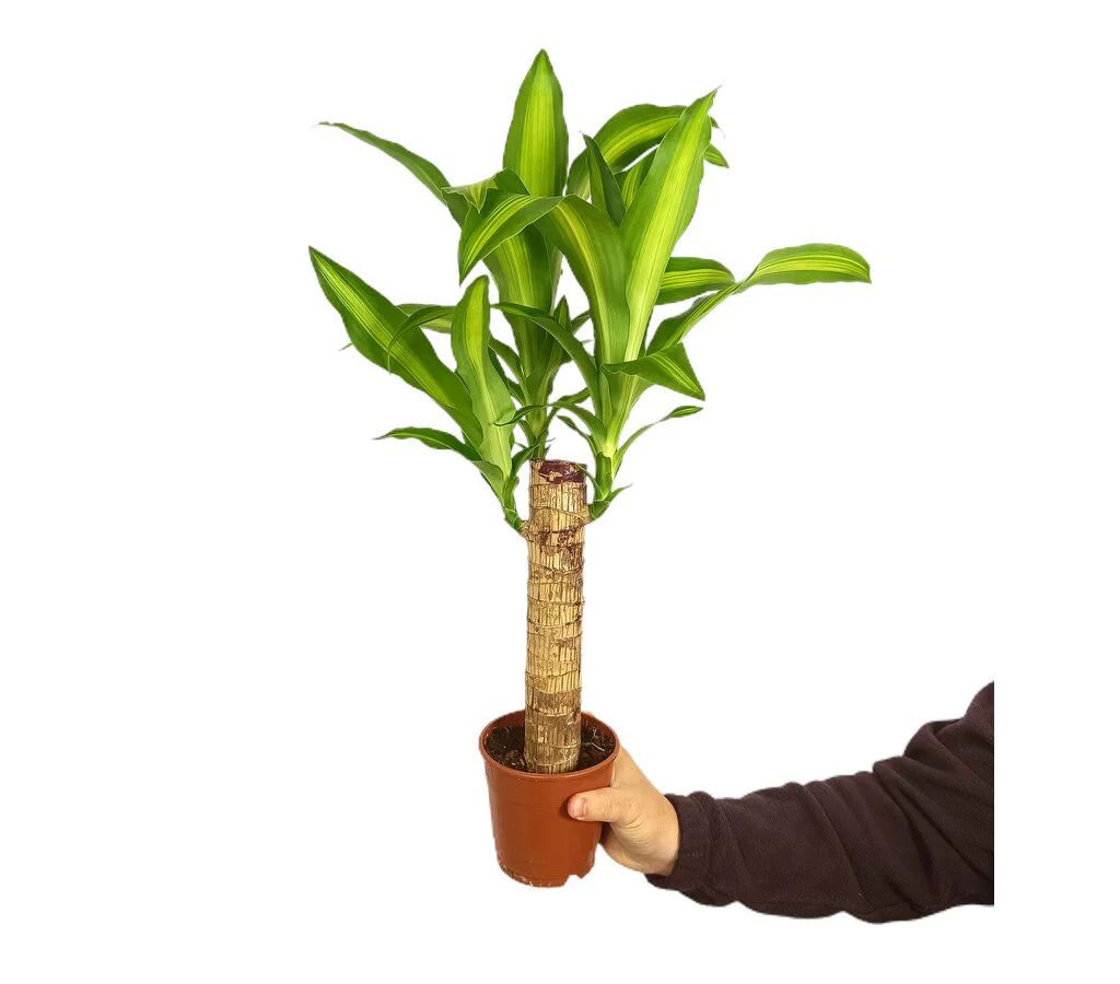 Dracena Massangeana M12 (tronco De Brasil)