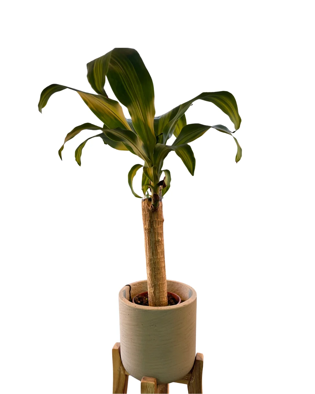 Dracena Massangeana O Tronco De Brasil Planta De Interior (dracaena Fragrans 'massangeana') Maceta 12cm 1 Tronco