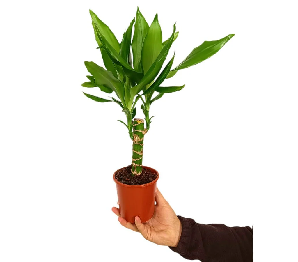 Dracena Stedneri M11
