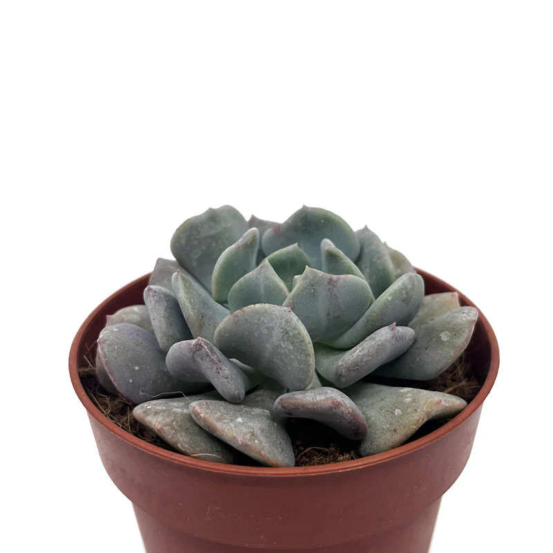 Echeveria Cubic Frost Cactus Y Suculentas M8,5 cm Ø