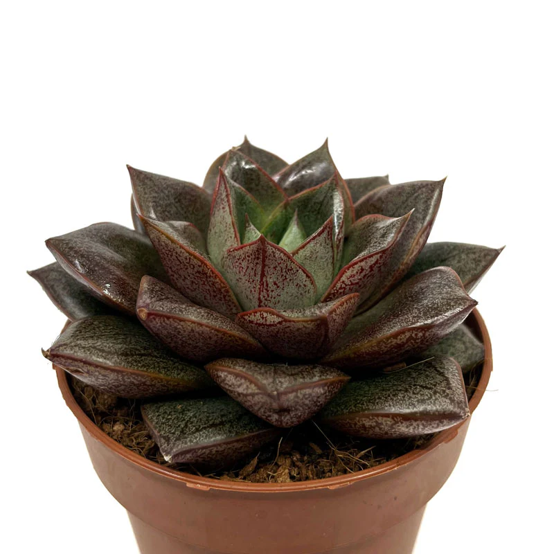 Echeveria Dionysos Cactus Y Suculentas M8,5 cm Ø