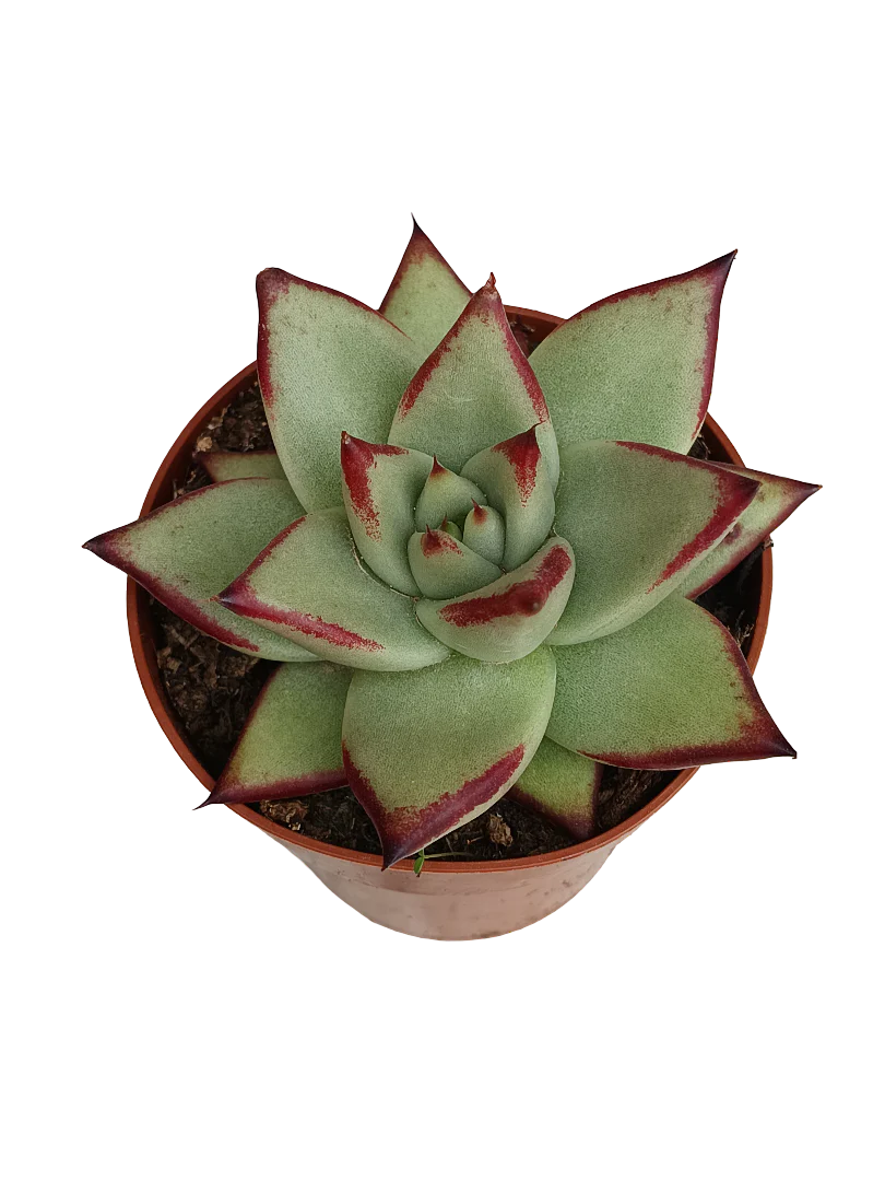 Echeveria Ebony Planta Suculenta Ø8