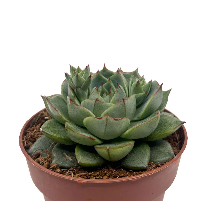 Echeveria Fabiola Cactus Y Suculentas M8,5 cm Ø