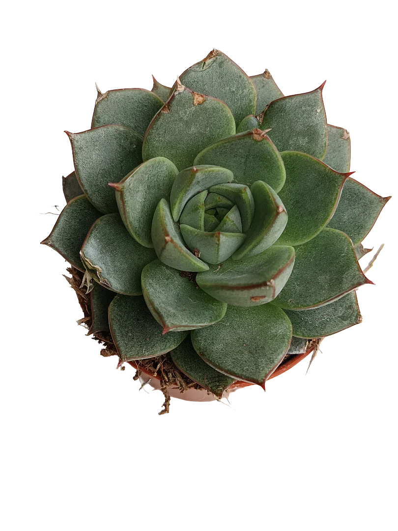 Echeveria Fabiola Planta Suculenta Ø5 Cms