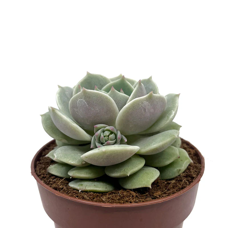 Echeveria Lola Cactus Y Suculentas M8,5 cm Ø