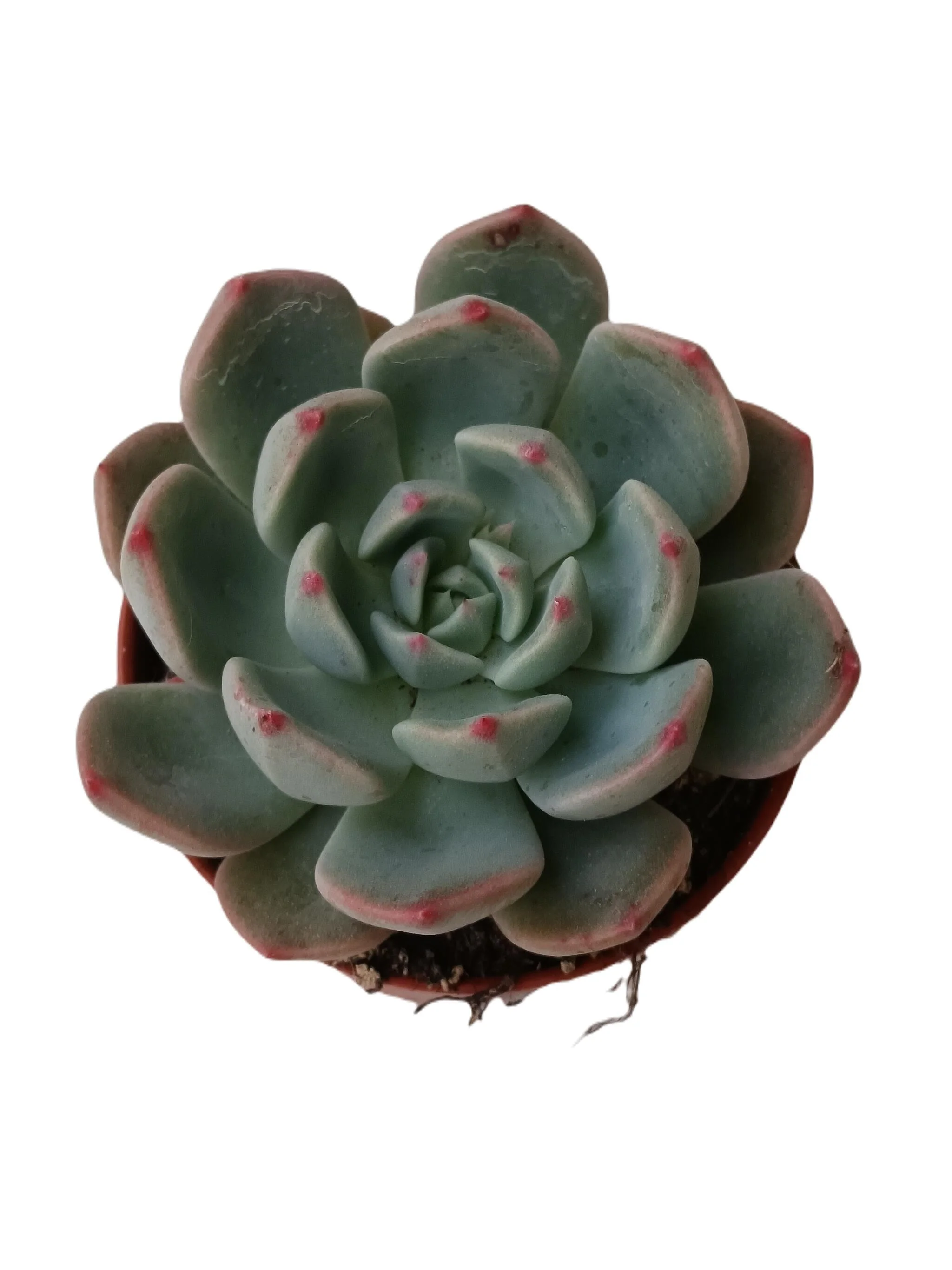 Echeveria Sitifukumiana Planta Suculenta Ø5 Cm