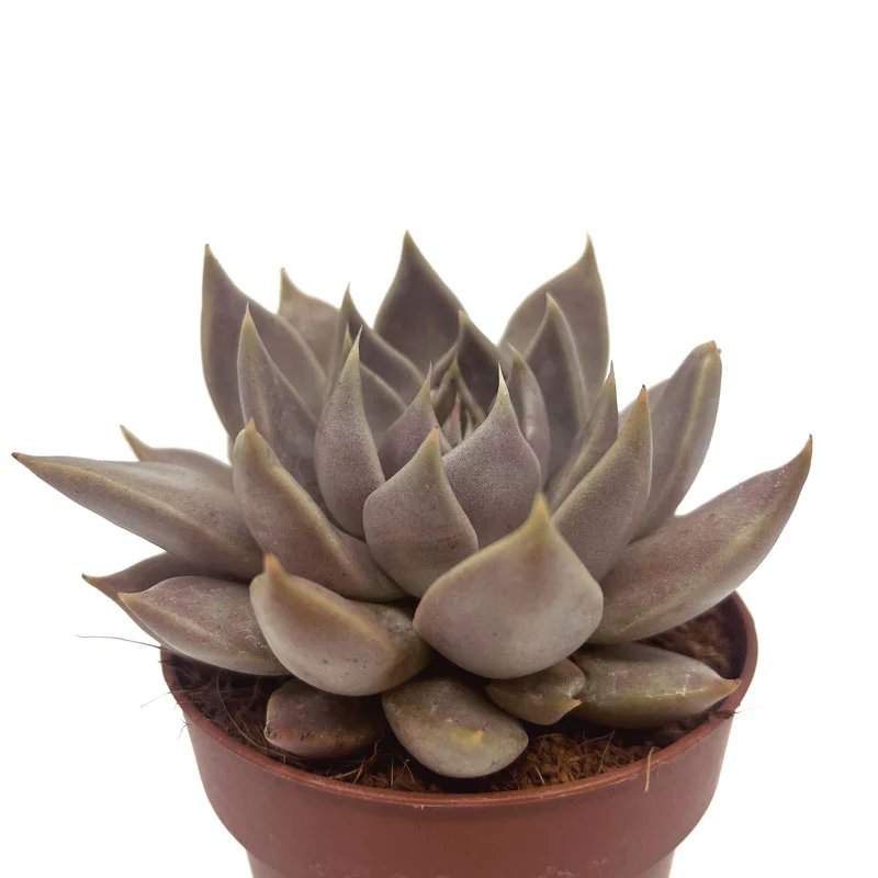Echeveria Tobarensis Cactus Y Suculentas M8,5 cm Ø