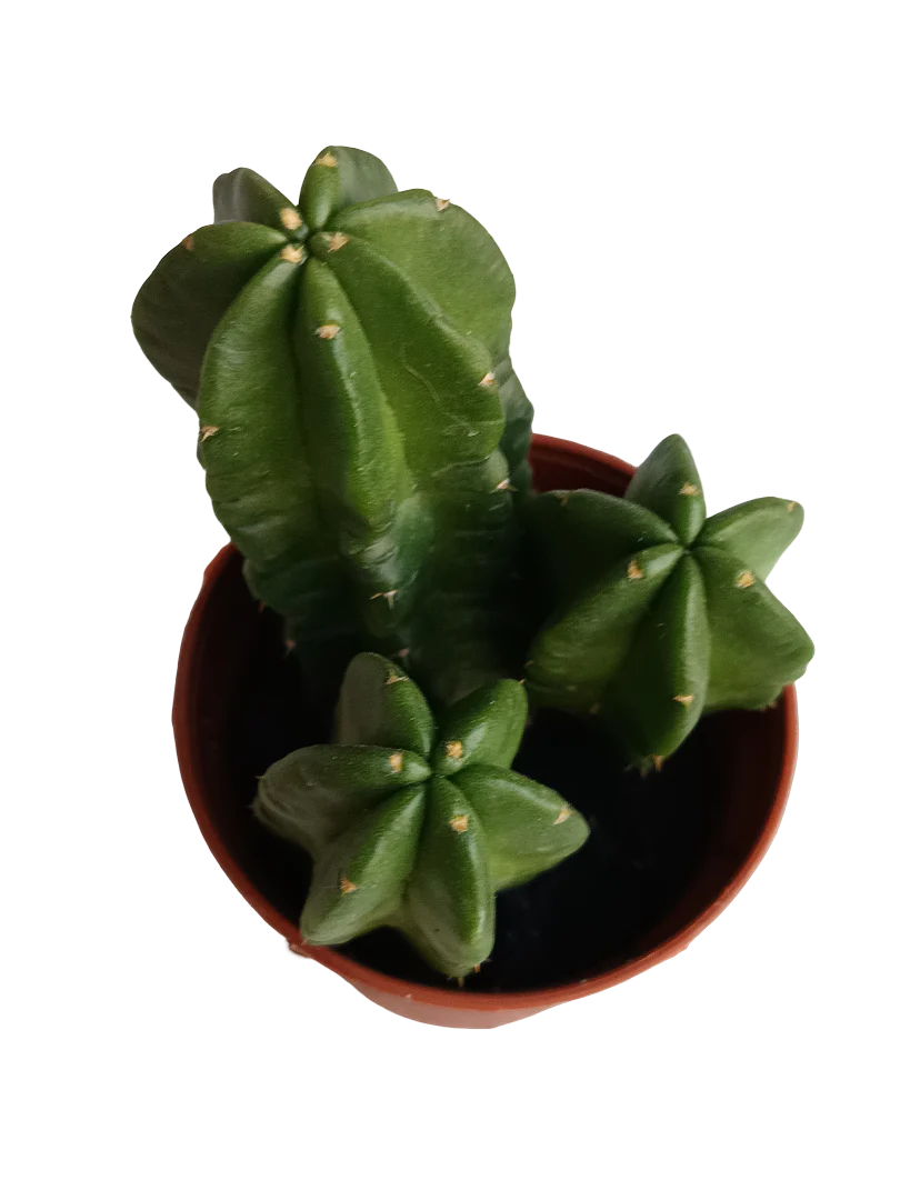 Echinocereus Morricai Cactus Planta Ø5 Cms