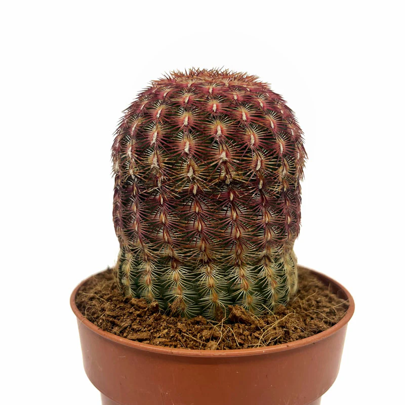 Echinocereus Rigidissimus Ssp. Rubispinus Cactus Y Suculentas M8,5 cm Ø