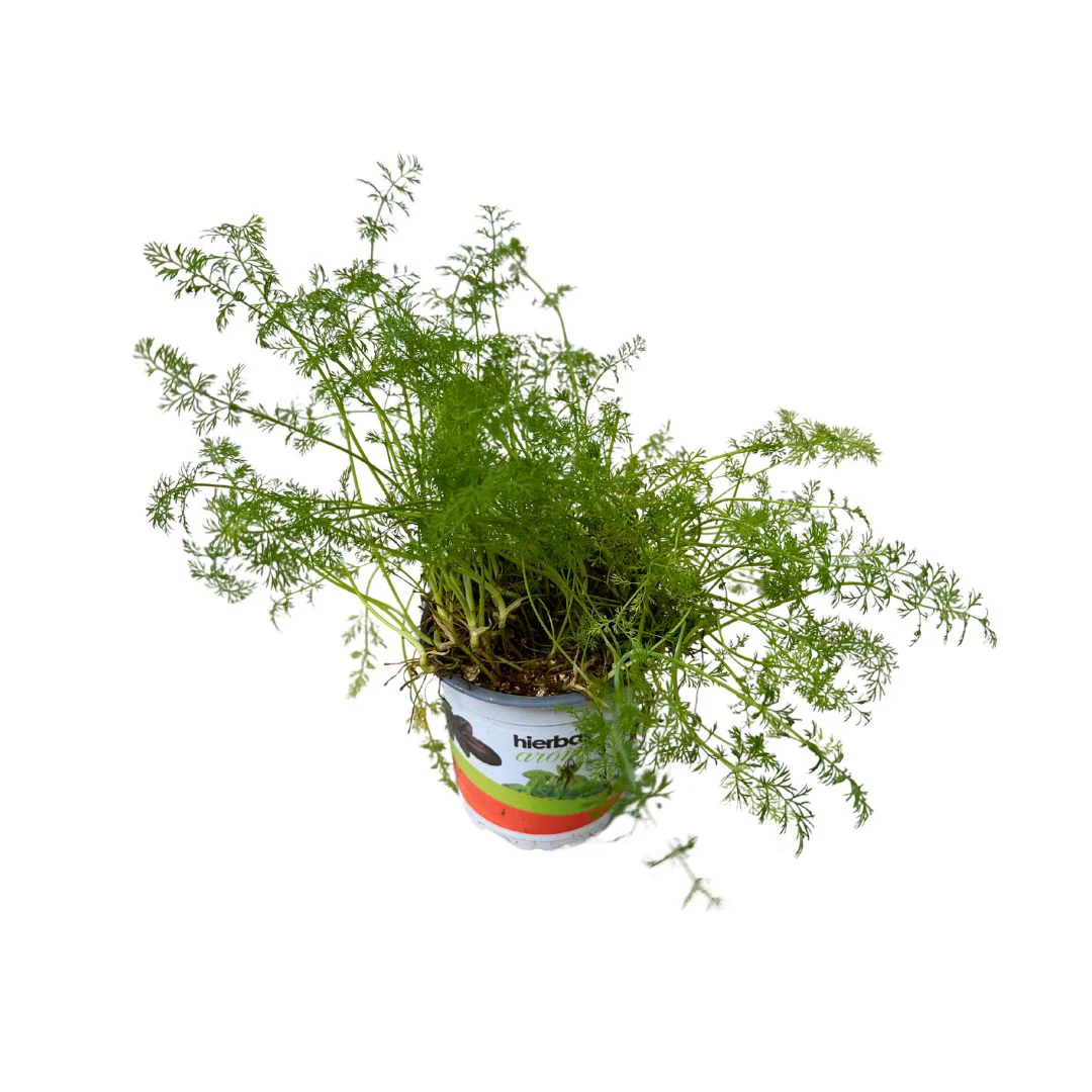 Eneldo Planta Aromática Y Medicinal (anethum Graveolens)
