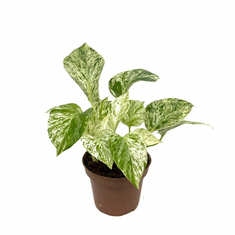 Epipremnum Aureum ‘marble Queen’ Poto Blanco M11 cm Ø