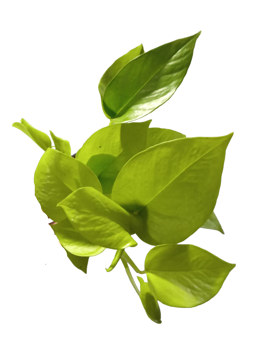 Epipremnum Golden Pothos Planta De Interior Ø12 Colgante