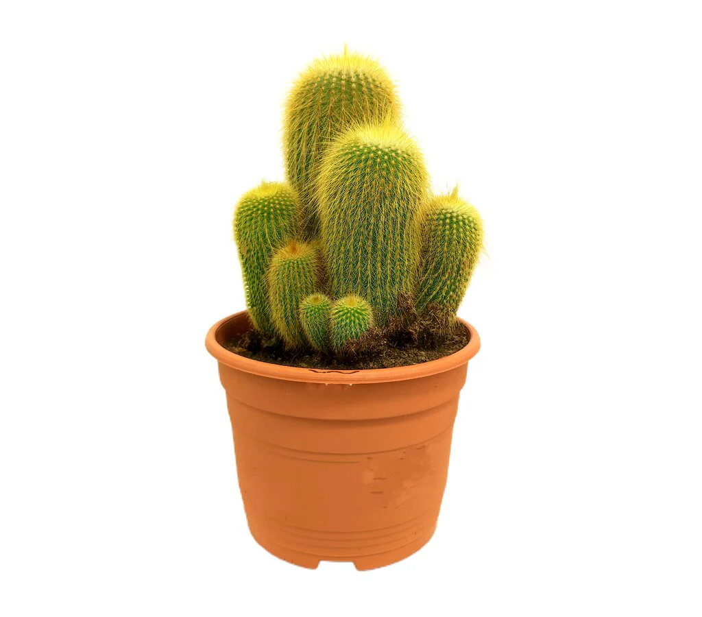 Eriocactus Leninghausii M17