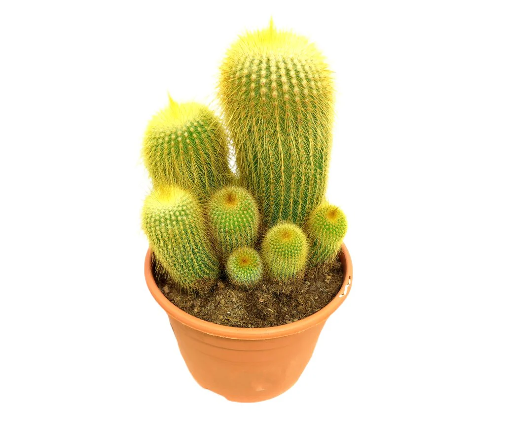Eriocactus Leninghausii M17 - Image 2
