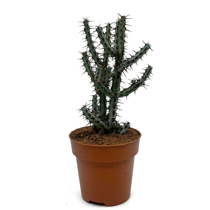 Euphorbia Aeruginosa Cactus Y Suculentas M8,5 cm Ø