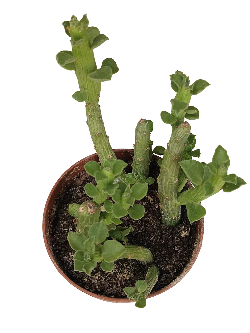 Euphorbia Bisellenbeckii Planta Suculenta Ø5 Cm